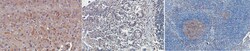 MilliporeSigma Glucokinase/GCK, Mouse, Unlabeled, Clone: 9G1.2, 100&mu;g;
